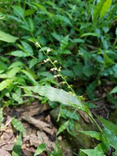 Wavy-leaf basket grass(Oplismenus undulatifolius)