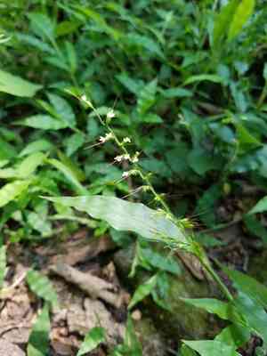 Wavy-leaf basket grass(Oplismenus undulatifolius)