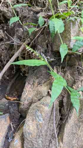 Wavy-leaf basket grass(Oplismenus undulatifolius)