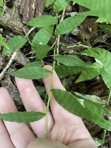 Wavy-leaf basket grass(Oplismenus undulatifolius)