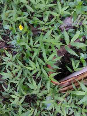 basket grass (Oplismenus)(Oplismenus)