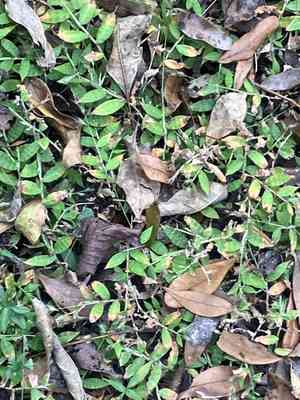 basket grass (Oplismenus)(Oplismenus)