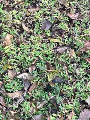 basket grass (Oplismenus)(Oplismenus)
