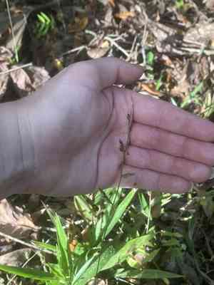 basket grass (Oplismenus)(Oplismenus)