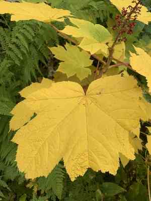 Devil's Club(Oplopanax horridus)