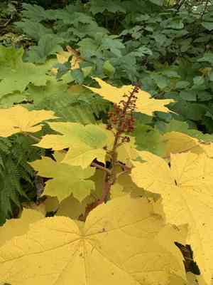 Devil's Club(Oplopanax horridus)