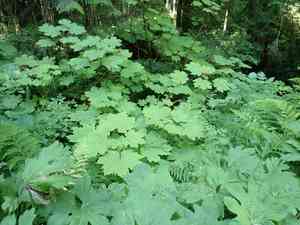 Devil's Club(Oplopanax horridus)