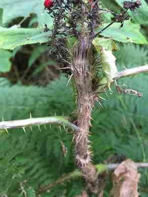 Devil's Club(Oplopanax horridus)