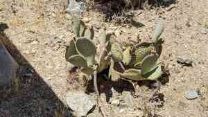 Beavertail cactus(Opuntia basilaris)