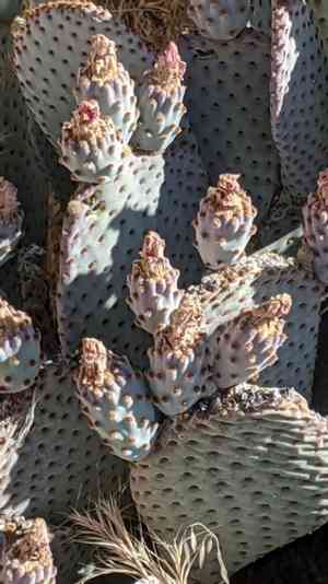 Beavertail cactus(Opuntia basilaris)
