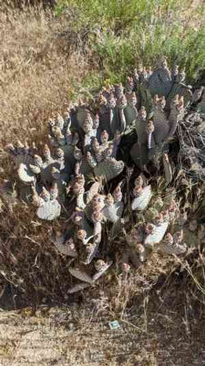 Beavertail cactus(Opuntia basilaris)