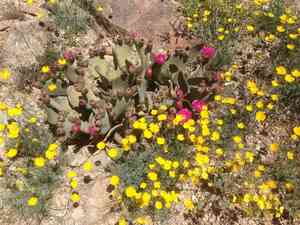 Beavertail cactus(Opuntia basilaris)