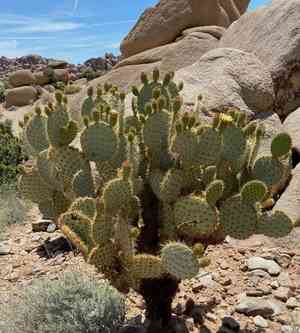 Dollarjoint pricklypear(Opuntia chlorotica)