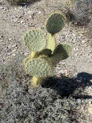 Dollarjoint pricklypear(Opuntia chlorotica)