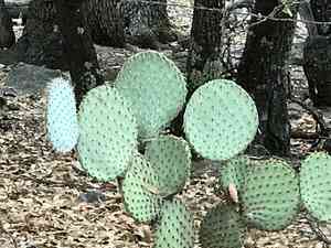 Dollarjoint pricklypear(Opuntia chlorotica)