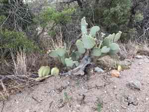 Dollarjoint pricklypear(Opuntia chlorotica)
