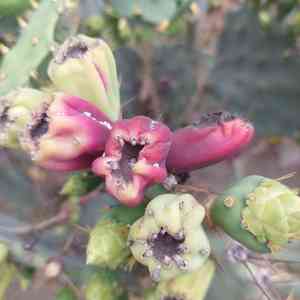 Erect prickly pear(Opuntia dillenii)