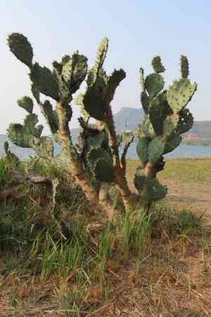 Erect prickly pear(Opuntia dillenii)