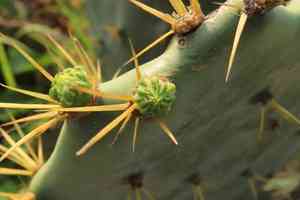 Erect prickly pear(Opuntia dillenii)