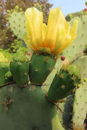 Erect prickly pear(Opuntia dillenii)