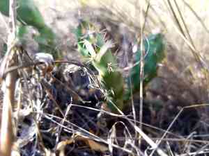 Brittle prickly pear(Opuntia fragilis)