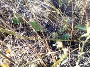 Brittle prickly pear(Opuntia fragilis)
