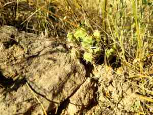 Brittle prickly pear(Opuntia fragilis)