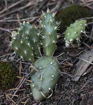 Brittle prickly pear(Opuntia fragilis)