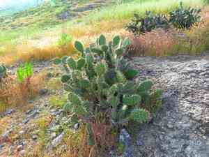 Coastal Pricklypear(Opuntia littoralis)