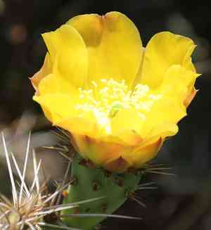 Coastal Pricklypear(Opuntia littoralis)