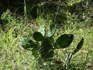 Twist spine prickly pear(Opuntia macrorhiza)