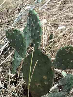 Twist spine prickly pear(Opuntia macrorhiza)