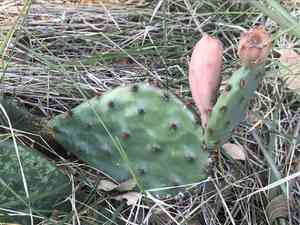 Twist spine prickly pear(Opuntia macrorhiza)