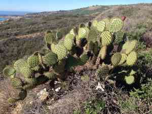 Chaparral pricklypear(Opuntia oricola)