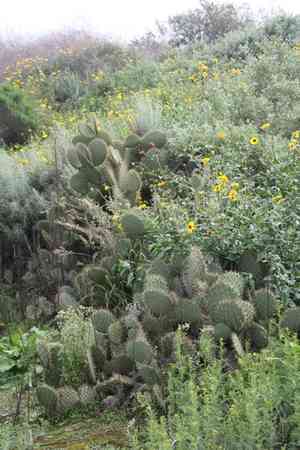 Chaparral pricklypear(Opuntia oricola)