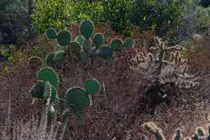Chaparral pricklypear(Opuntia oricola)