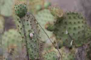Chaparral pricklypear(Opuntia oricola)
