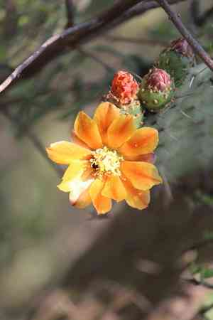 Velvet tree-pear(Opuntia tomentosa)