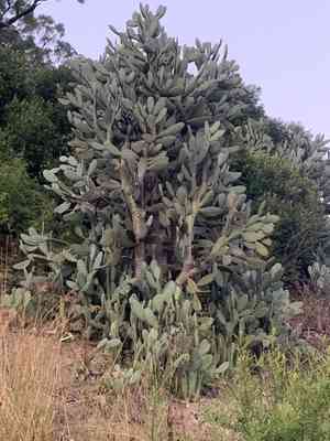 Velvet tree-pear(Opuntia tomentosa)