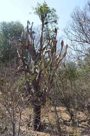 Velvet tree-pear(Opuntia tomentosa)