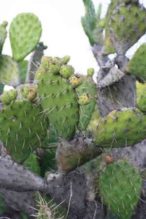 Velvet tree-pear(Opuntia tomentosa)