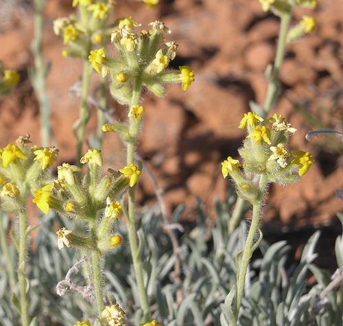 How to Prune Yellow cryptantha: Complete Pruning Guide | PlantJoy