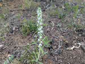 Miner's candle(Oreocarya virgata)