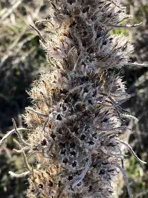 Miner's candle(Oreocarya virgata)