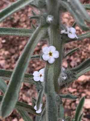 Miner's candle(Oreocarya virgata)