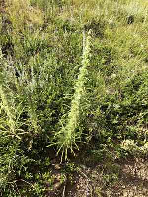 Miner's candle(Oreocarya virgata)