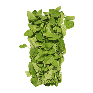 Oregano(Origanum vulgare)