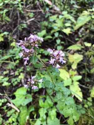 Oregano(Origanum vulgare)