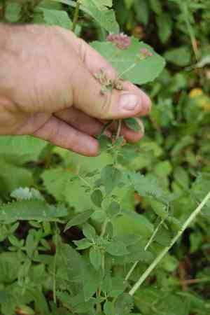 Oregano(Origanum vulgare)