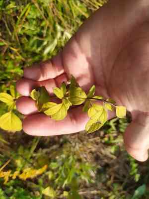 Oregano(Origanum vulgare)